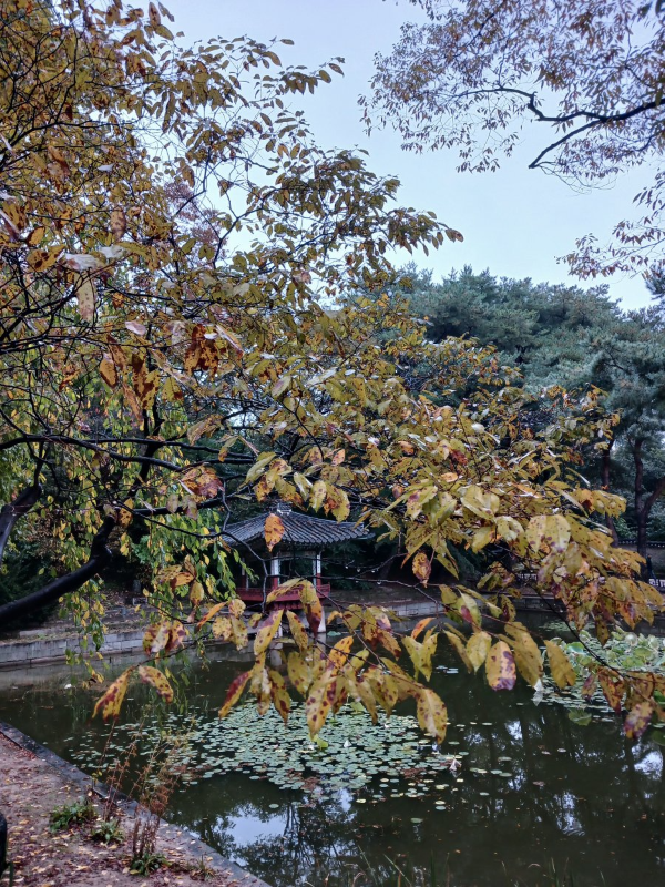 후원 나뭇잎 뒤 애련정