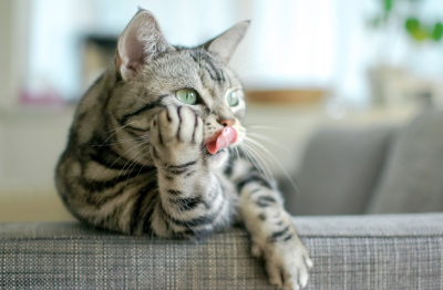 얼룩말 고양이가 소파에 팔꿈치를 괴고 있다