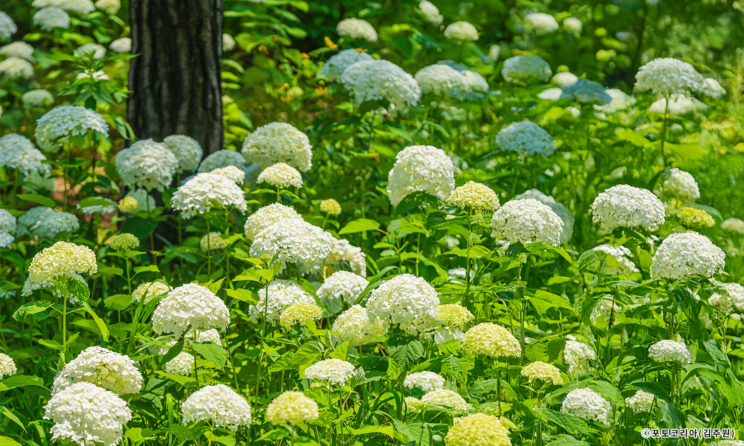 화담숲 여름 수국 축제 사전예약 바로가기