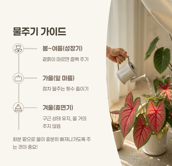 칼라디움 물주기