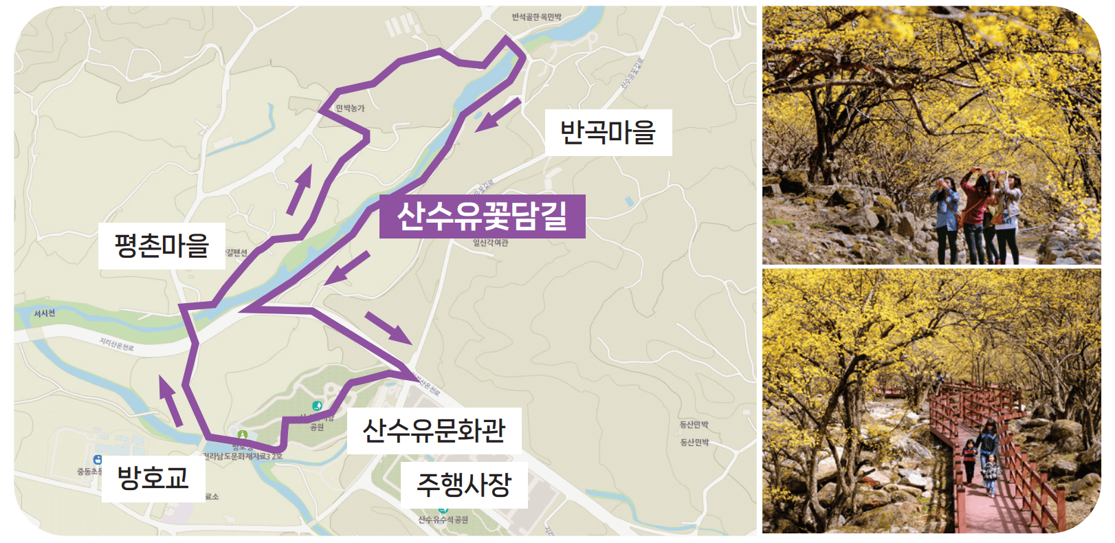 전남 구례 산수유마을 꽃 축제