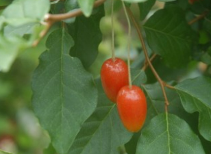 보리수 열매 효능