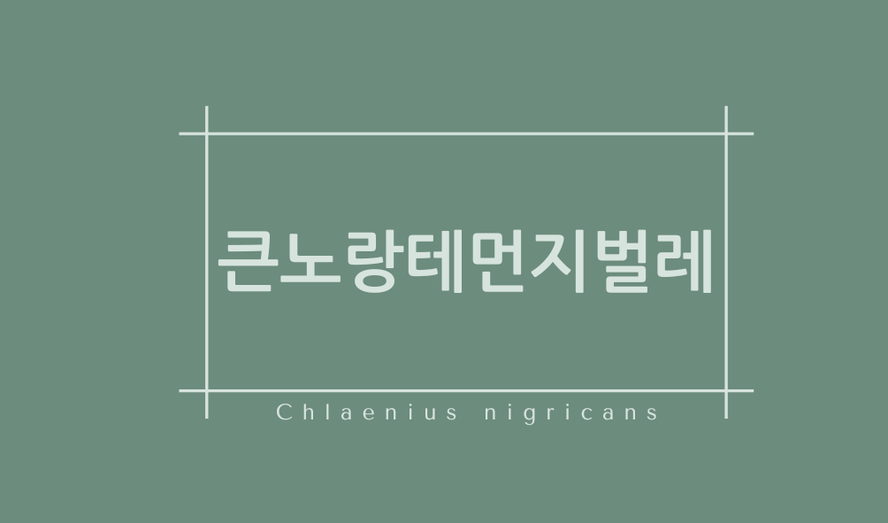 큰노랑테먼지벌레(Chlaenius nigricans)