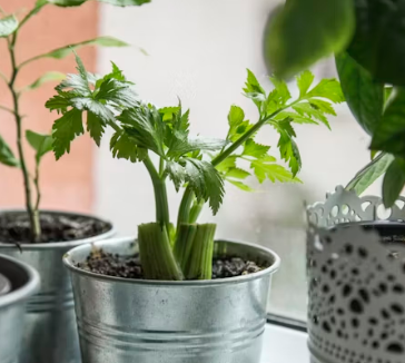 샐러리 효능 먹는법 부작용 고르는법 칼로리