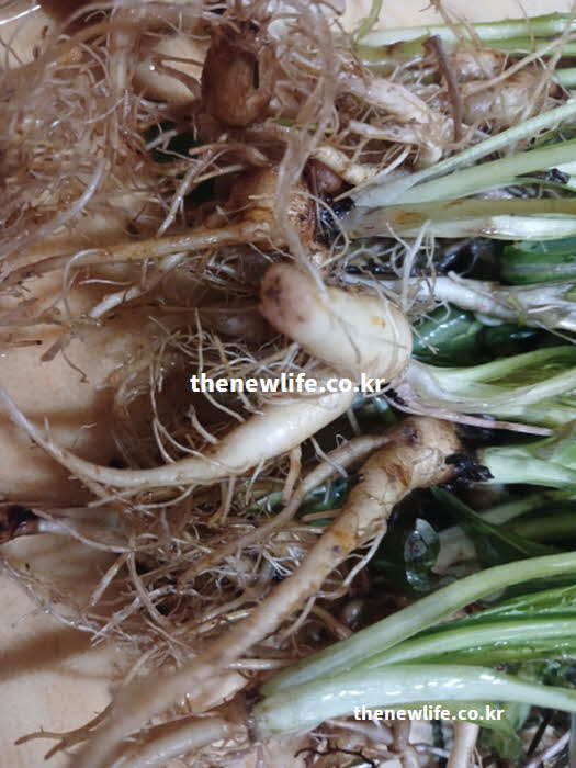 고들빼기 효능 먹는법 쓴맛 들기름