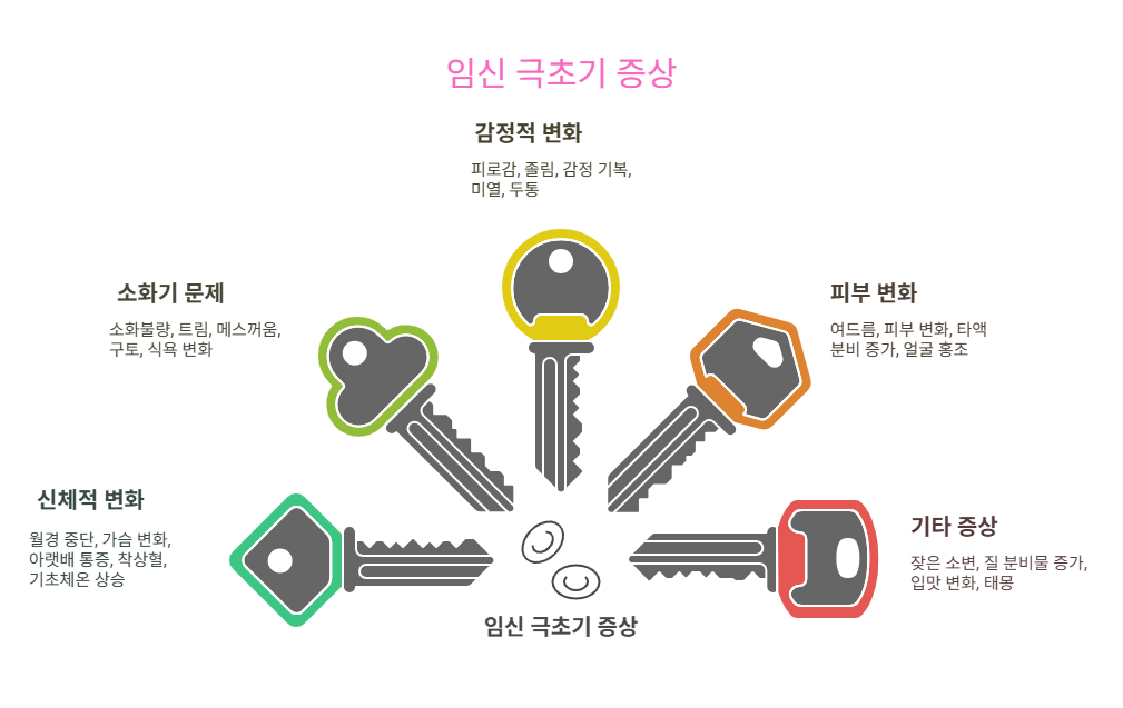 임신 극초기 증상을 나타낸 그림