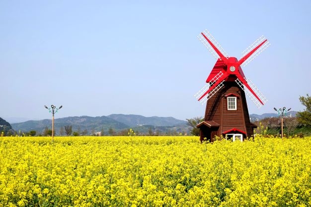 2025 창녕 낙동강 유채축제 총정리