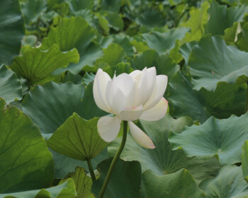 무안 연꽃축제_8