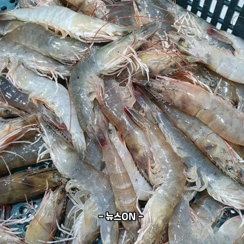 새우장 숙성기간
