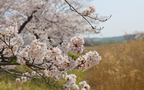 강릉 경포대 벚꽃 사진