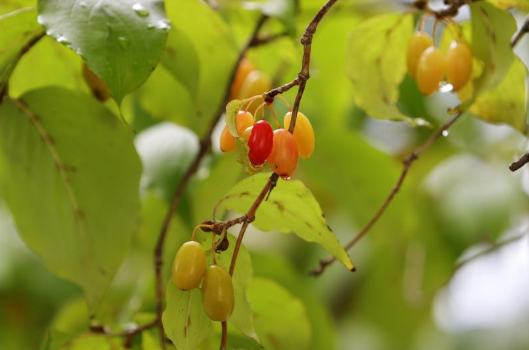 산수유 효능