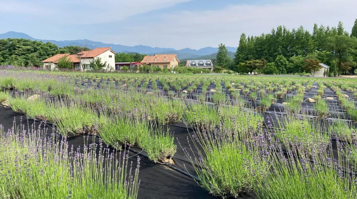 하늬팜 라벤더축제 개화상황