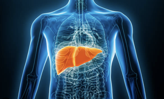 인체 내의 간 이미지