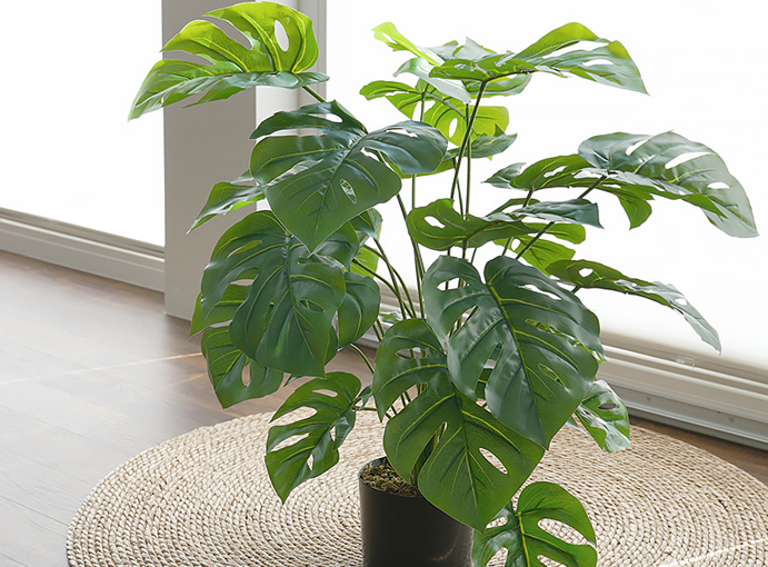 몬스테라 Monstera