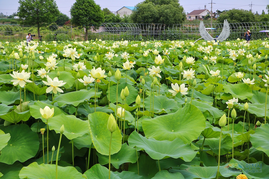 성호호수 연꽃단지