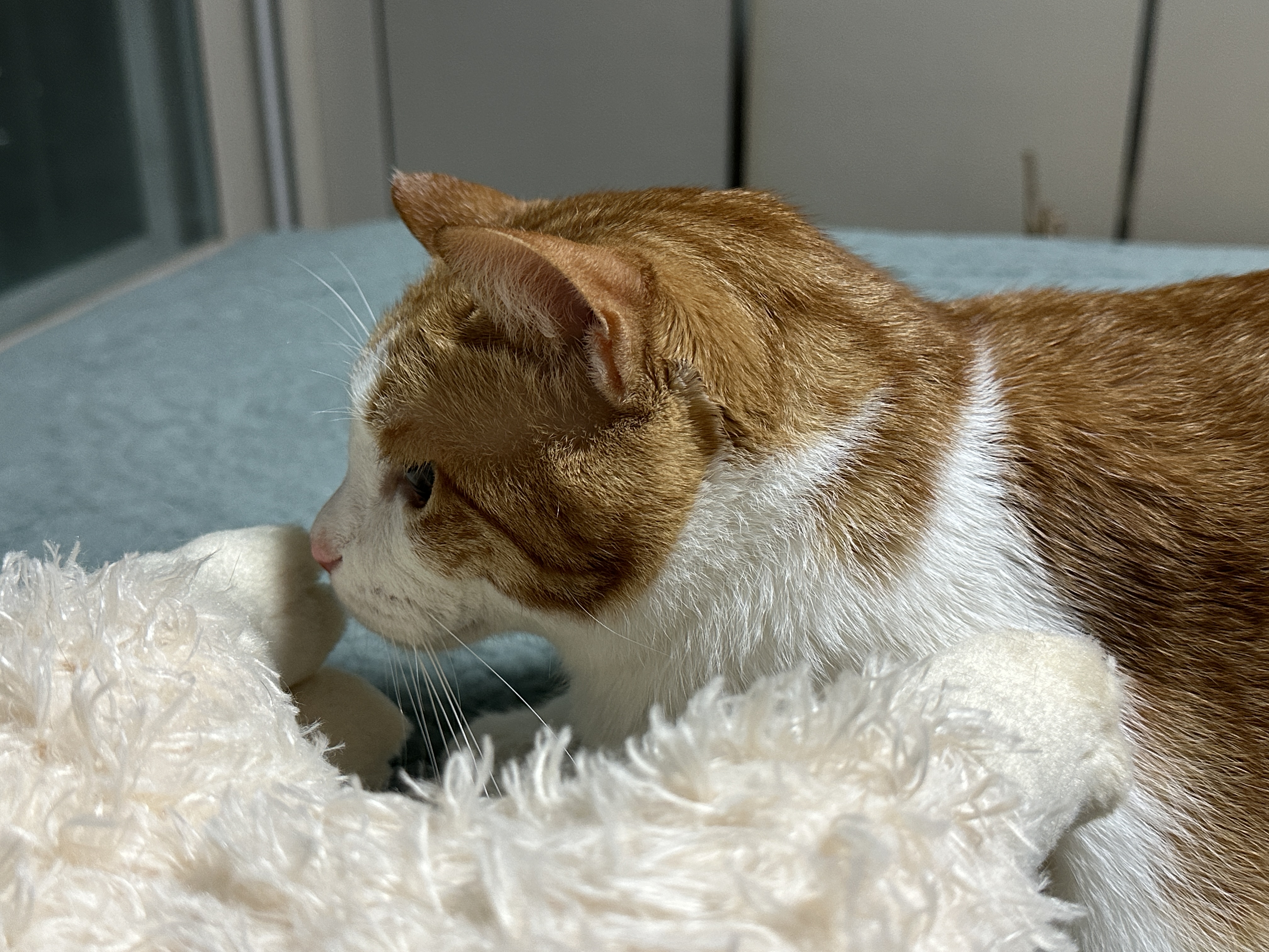 루나_누나가_무서워서_덤비지는_못하고_지켜보기만_하는_막둥이