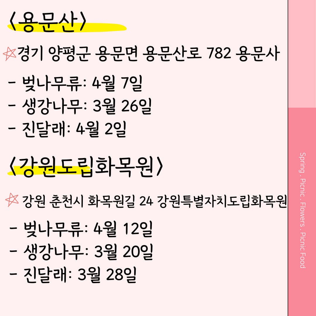 용문산 벚꽃 개화시기 강원도립화목원 벚꽃 개화시기