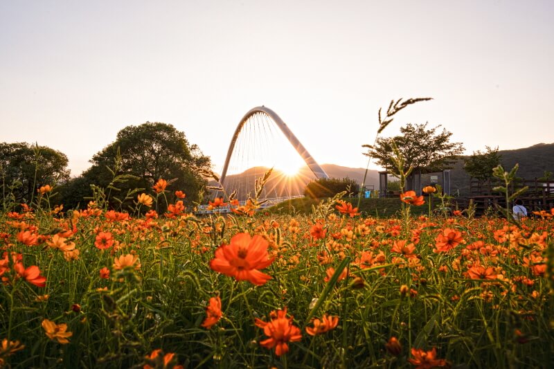 남양주 물의정원 꽃양귀비