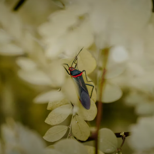 러브 버그 퇴치 방법 총정리 2025