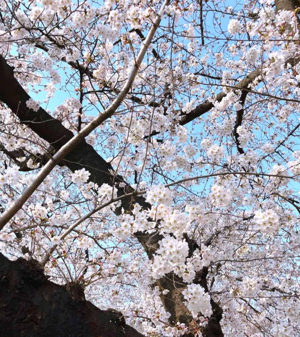 2026 벚꽃 개화 시기 지도 및 만개 시기 총정리