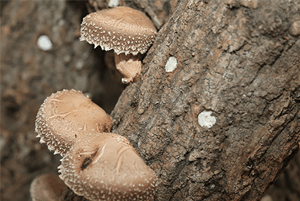 셀레늄이 많은 음식15