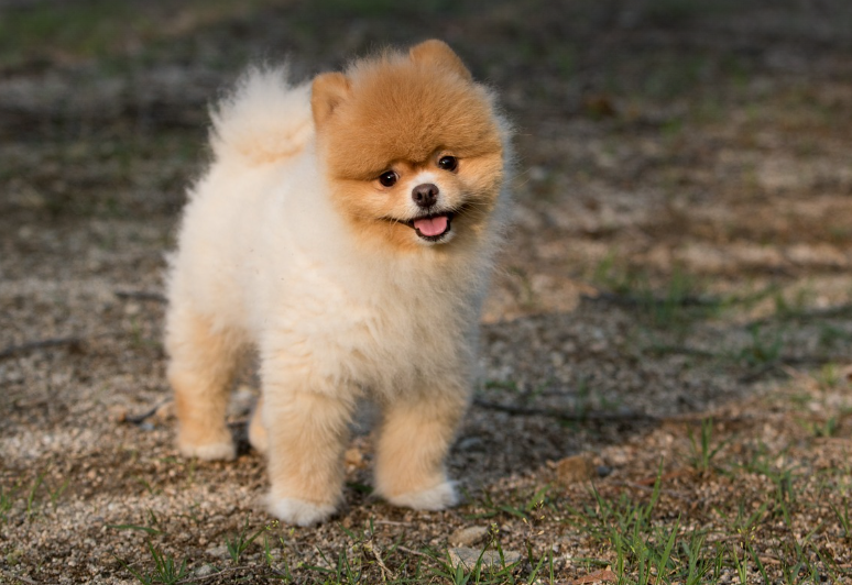 강아지 산책 사진