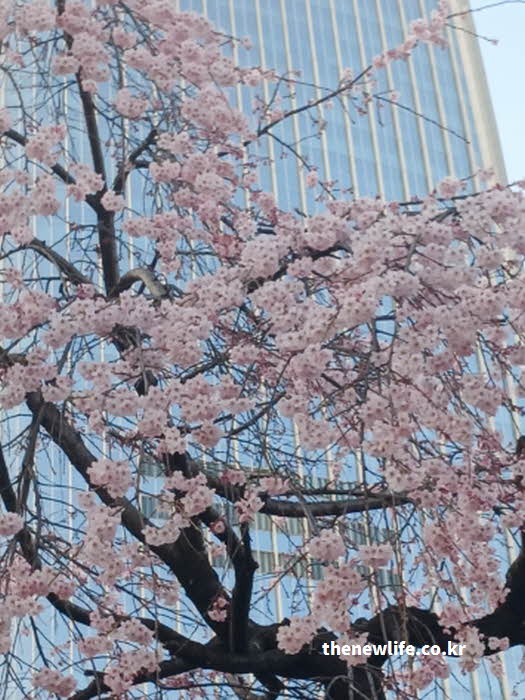 서울 석촌호수 벚꽃 롯데월드타워