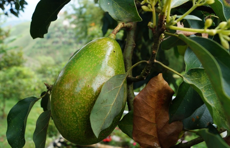 아보카도 효능｜종류｜제철｜아보카도 보관방법｜손질 방법｜먹는 방법
