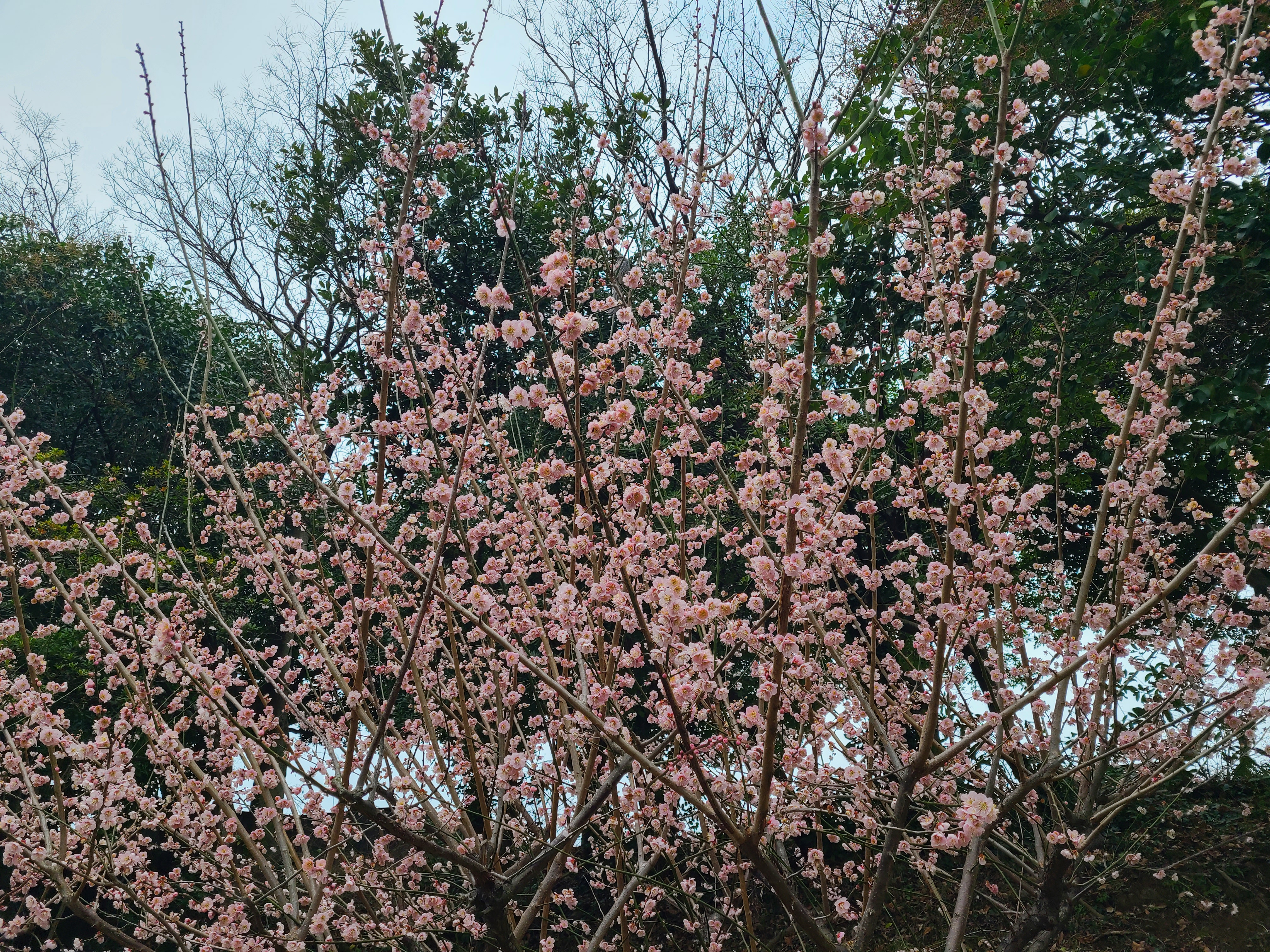 붉은색 매화 홍매화 인가?