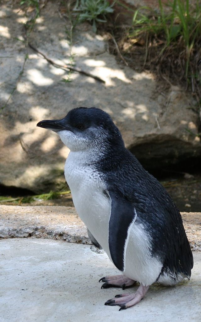 쇠푸른펭귄의 털