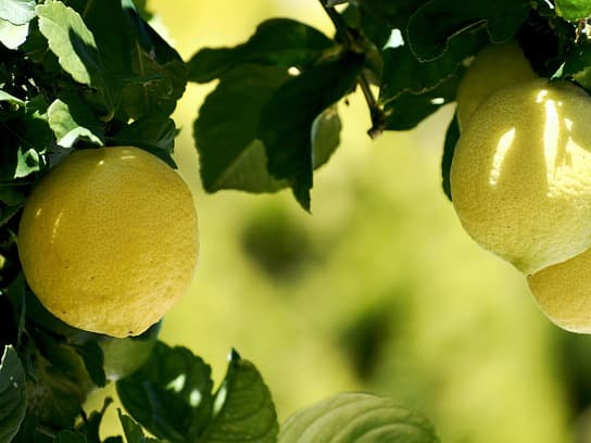 WCS 인증 받은 레몬즙