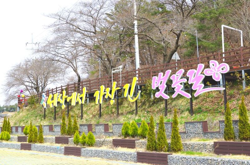 2024-대청호-벚꽃축제