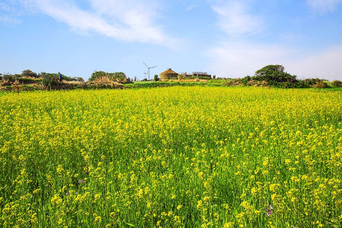 유채꽃 여행지