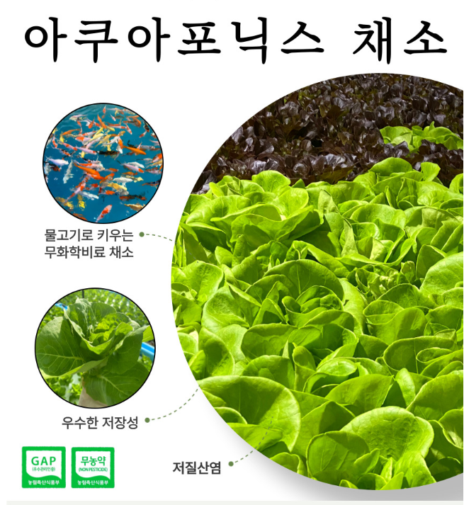 생방송투데이 이주의 장바구니 아쿠아포닉스 16종 유럽 잎채소 구매방법 밀양 플로우팜