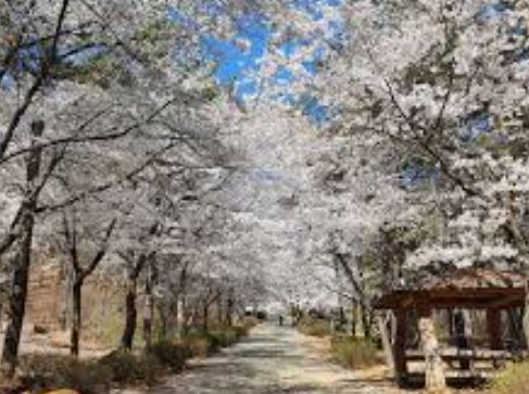 벚꽃 명소