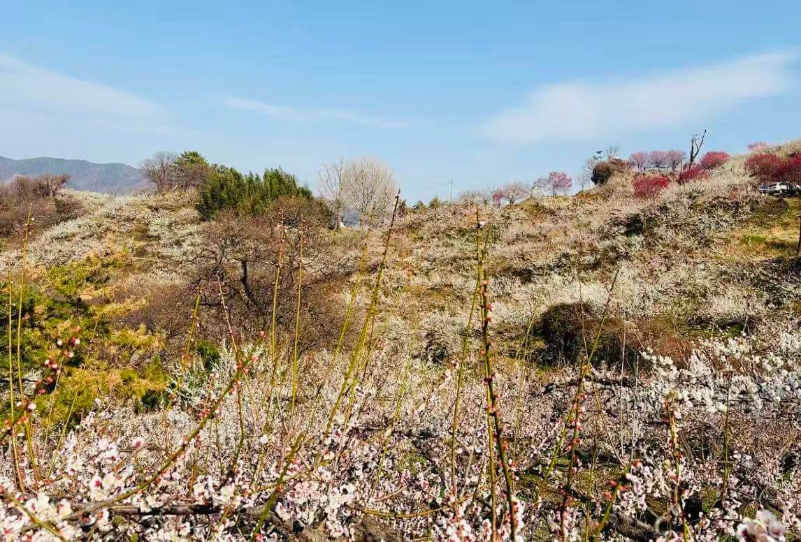 서울 벚꽃 지금 안 보면 끝🌸 2026 여의도·석촌호수 개화시기 총정리 관련사진