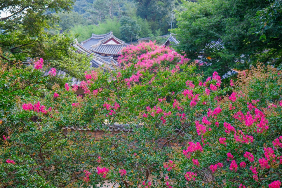 밀양 월연정 배롱나무