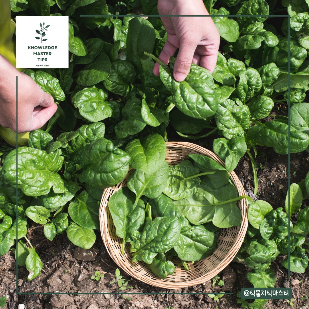 11월에 심는 작물 - 시금치