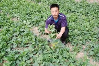 취나물 재배 반그늘 환경 배수 확보 연속 수확_13