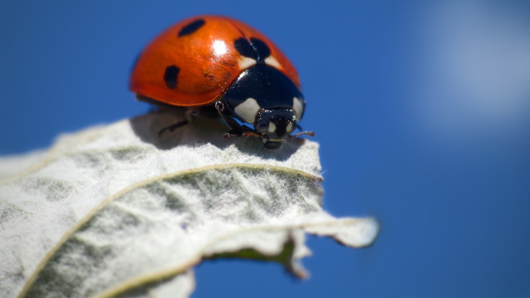Ladybug.