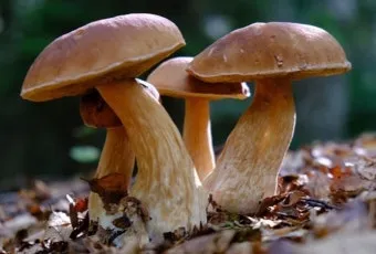 식용버섯 종류와 이름, 송이, 표고, 영지버섯과 비슷하게 생긴 독버섯, 사진_30