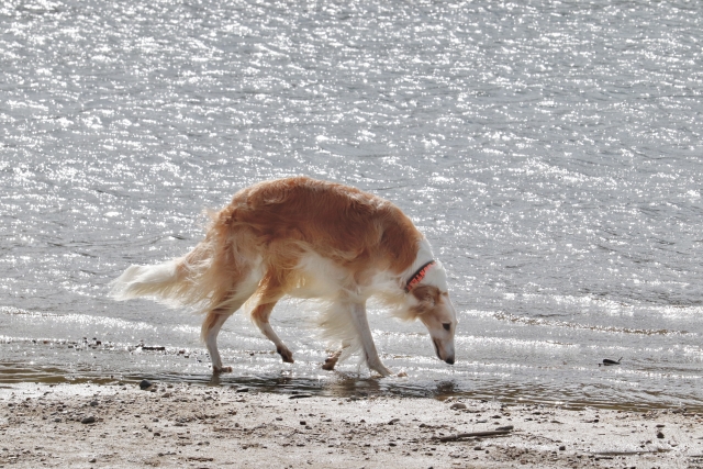 러시아귀족견 보르조이 Borzoi борзая