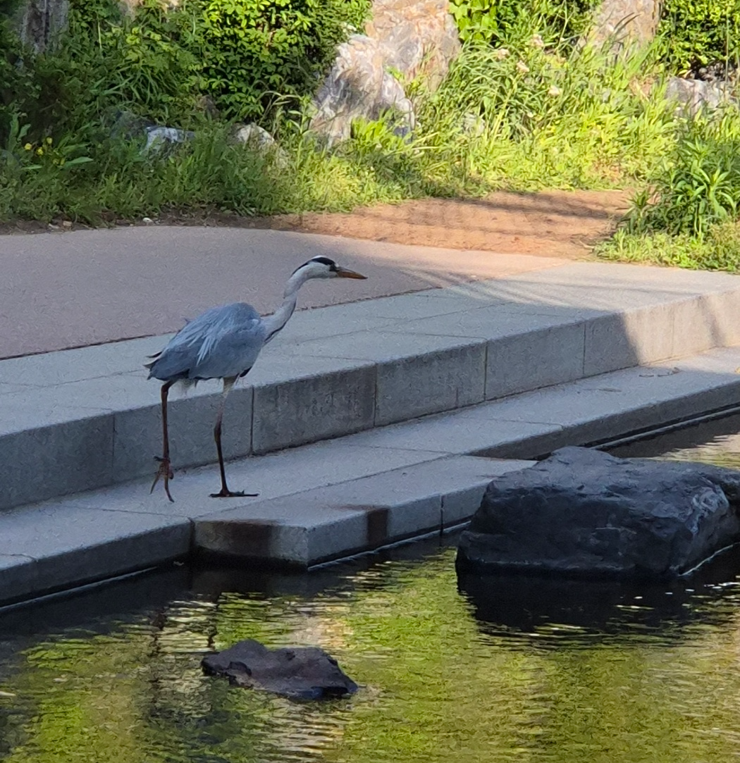 심곡천에 등장한 왜가리