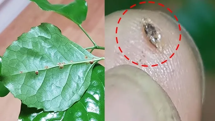 화분 깍지벌레 제거 면봉닦기 알코올희석 분무 재발방지 체크_6