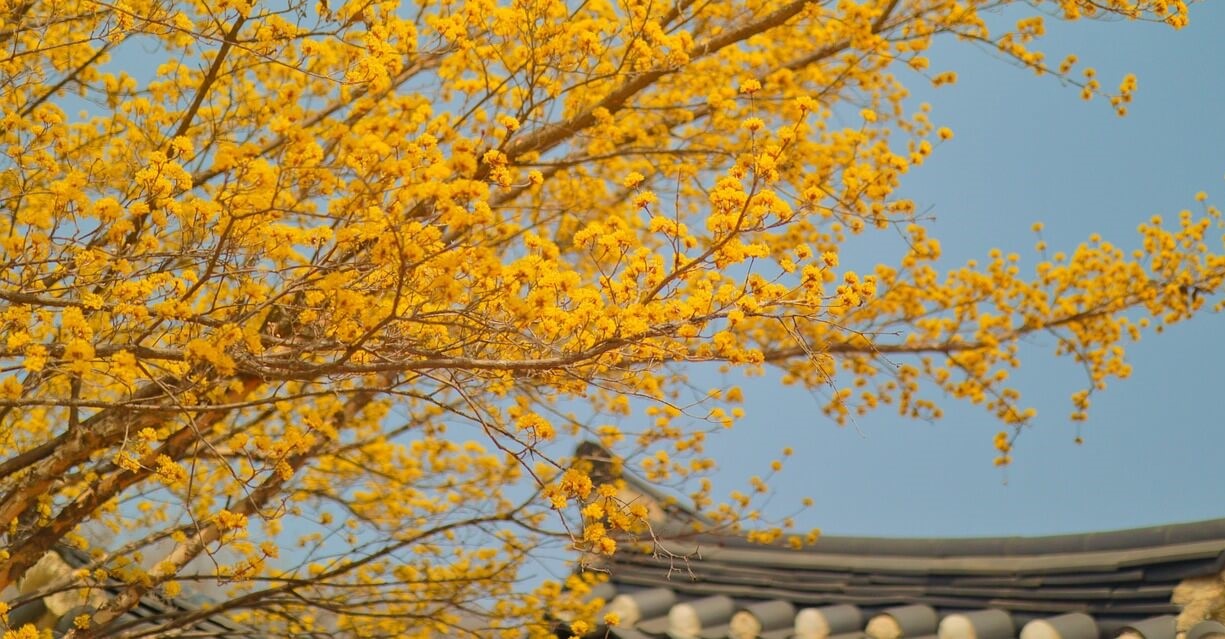 2026 전남 구례 산수유축제 봄꽃 향연 모두 즐겨보세요