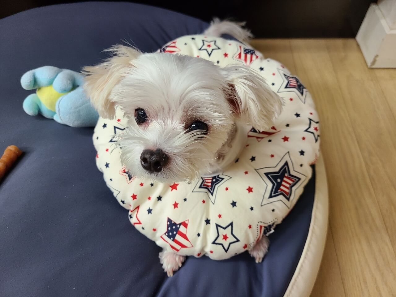 강아지-두부