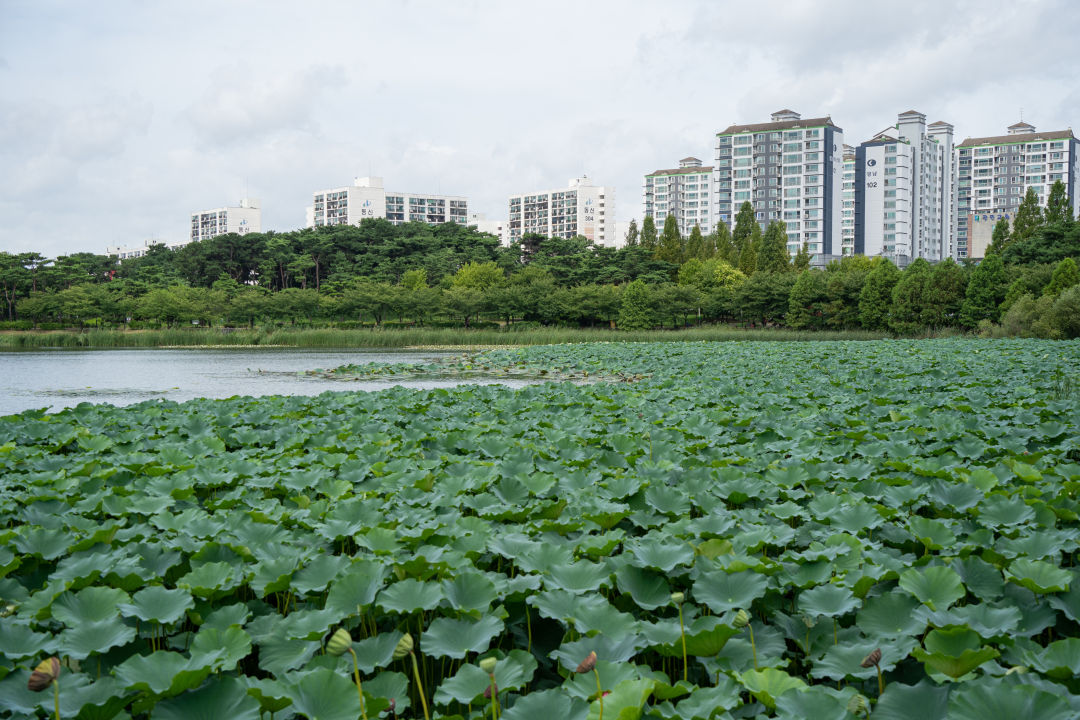 만석공원 연잎