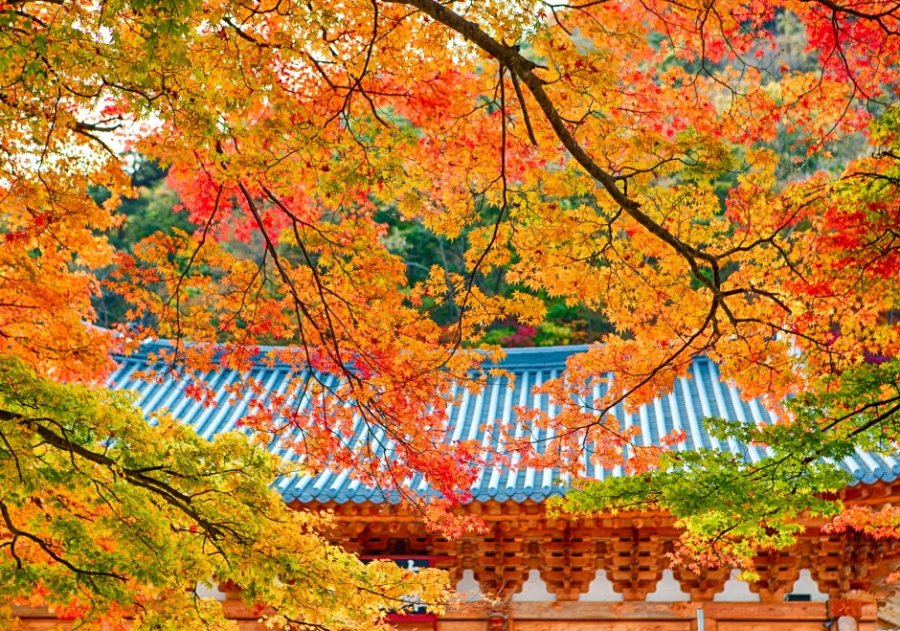 내장산 단풍 시즌별 특징