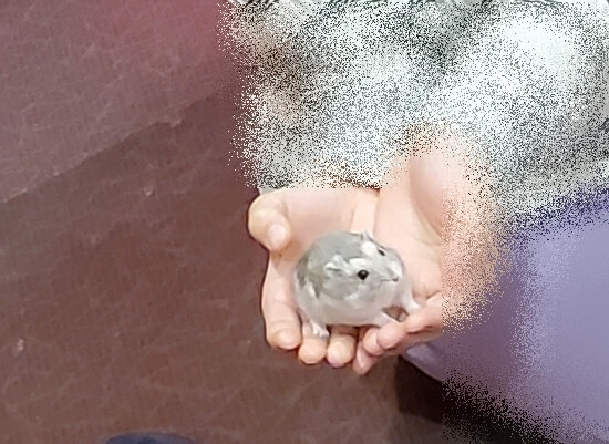 하이브동물체험