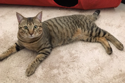 어른 고양이가 된 후의 고양이 사진.